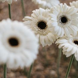 RG-EVENTS-BODA-MOLI-DE-LA-TORRE-IC4